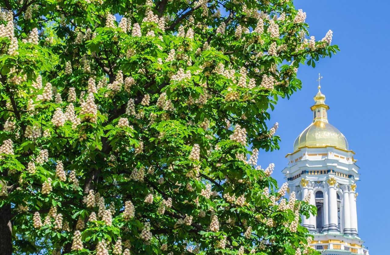 Kyiv Ukraine Flowers 4