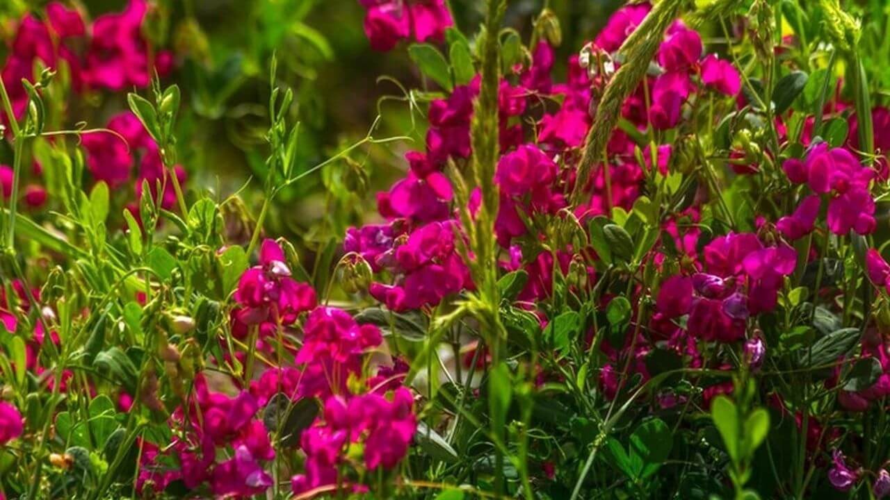 ᐉ Доставка цветов - заказать недорого цветы и подарки в Мариуполе |  Ukraineflora