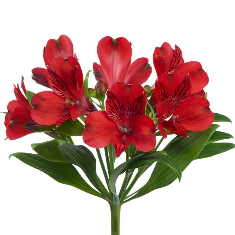 Send Alstroemerias in Ukraine Online | Order Alstroemerias Delivery in ...