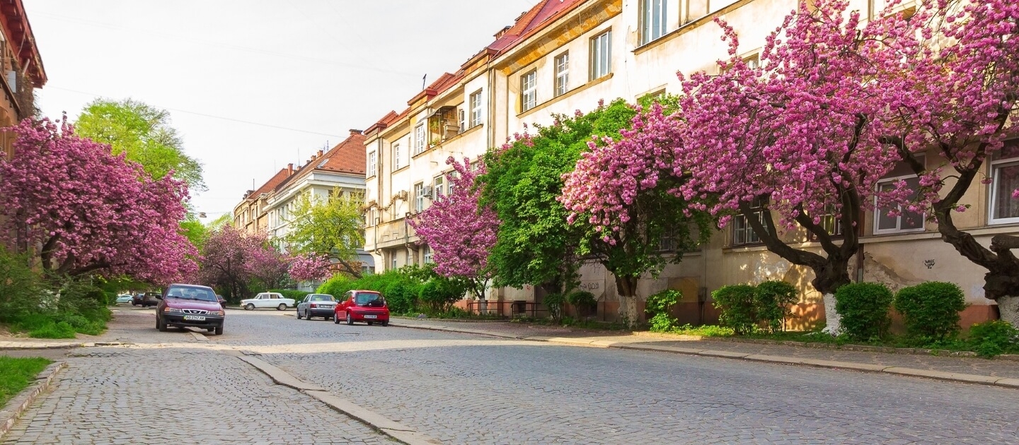 Flowers and Gifts Delivery in Uzhhorod Ukraine 1