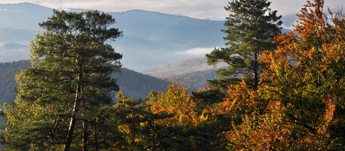 Доставка цветов и подарков в Болехов 1 Украина