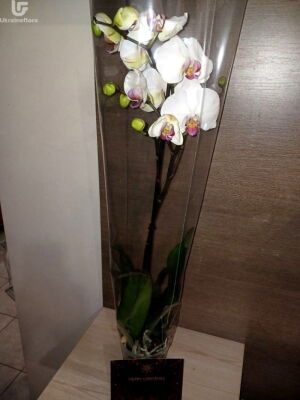 Орхидея два стебля фото доставки Украина 1