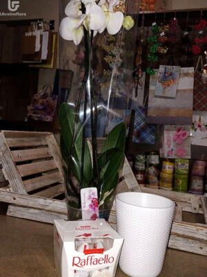 Орхидея два стебля фото доставки Украина 2