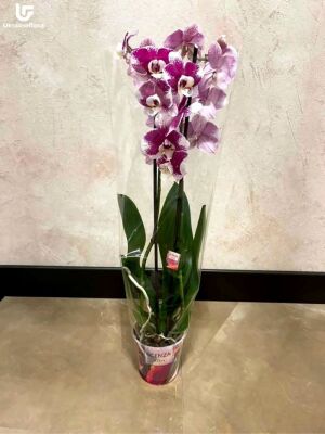 Орхидея два стебля фото доставки Украина 5