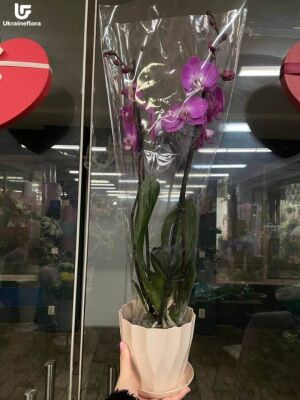Орхидея два стебля фото доставки Украина 7