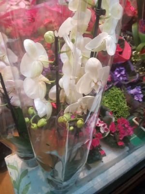 Орхидея два стебля фото 2