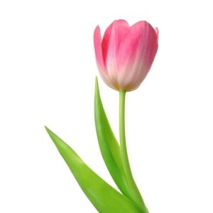 25 Рожевих Тюльпанів фото 2