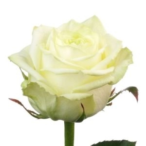 101 Premium White Roses Ukraine 3