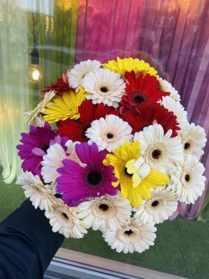 Веселка 25 Гербер фото 2