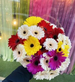 Веселка 25 Гербер фото 3