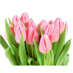 51 Pink Tulips Bouquet photo 3