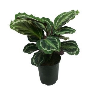 Калатея вазон-подарок фото 2