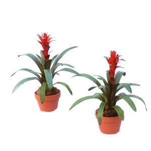 Гузмания вазон-подарок фото 2