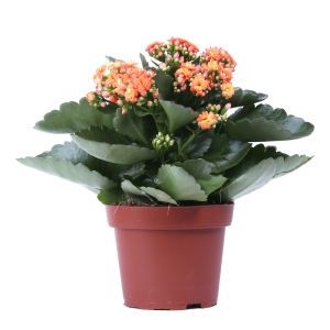 Каланхое вазон-подарок фото 3