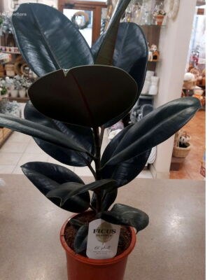 Фикус вазон-подарок фото доставки Украина 1