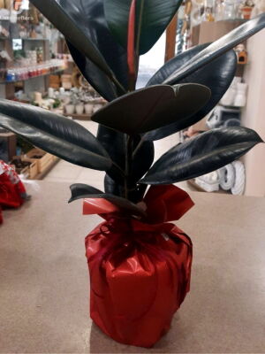 Фикус вазон-подарок фото доставки Украина 2