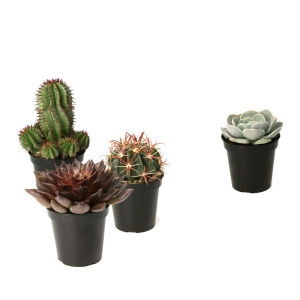 Cactus plant photo 2