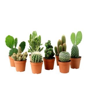 Cactus plant photo 3