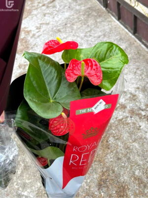 Антуриум вазон-подарок фото доставки Украина 1