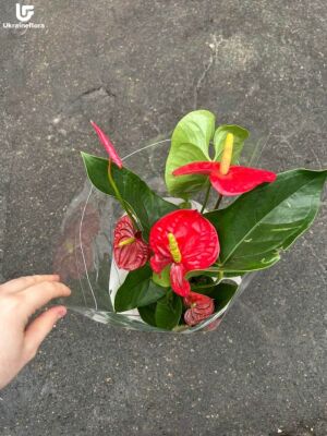 Антуриум вазон-подарок фото доставки Украина 2