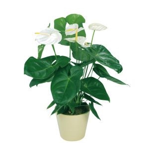 Антуриум вазон-подарок фото 2