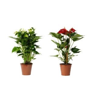 Антуриум вазон-подарок фото 3