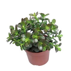 Красула вазон-подарунок фото 2