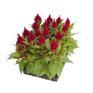 Celosia plant photo 2