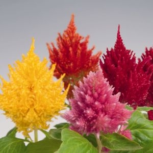 Celosia plant photo 3