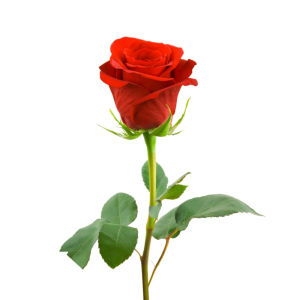 Червона троянда (шт.) фото 2