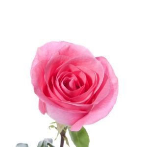 Рожева троянда (шт.) фото 2