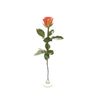 Orange Roses by the Stems Kiev