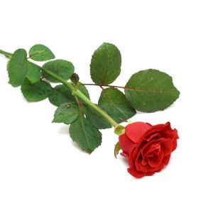 Elite Roses by the Stems Ukraine