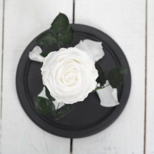 Eternal White Rose photo 2