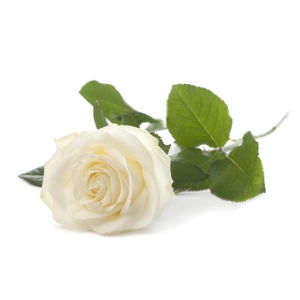 белые розы украина