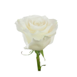 белые розы делюкс