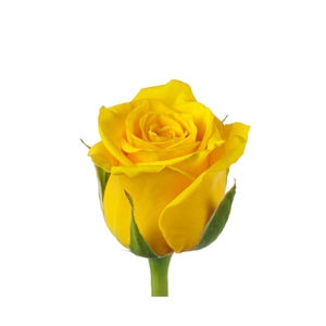 yellow rose delivery picture