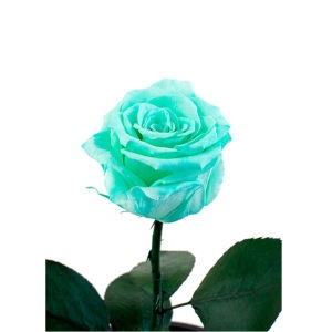 доставлення Вічна м'ятна троянда