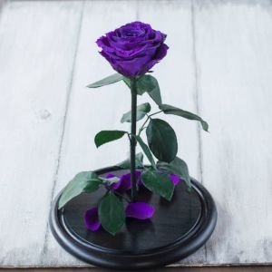 Вечная фиолетовая роза купить