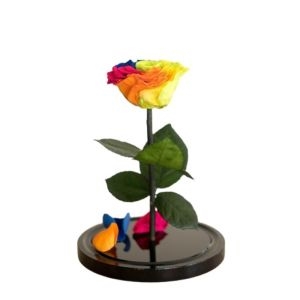 Eternal Rainbow Rose delivery