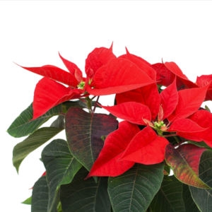 Poinsettia Holiday photo 3