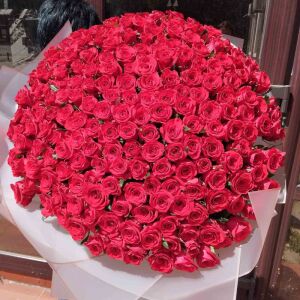 203 Red Roses in Ukraine 1
