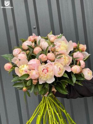 35 Півоній доставка Україна 1